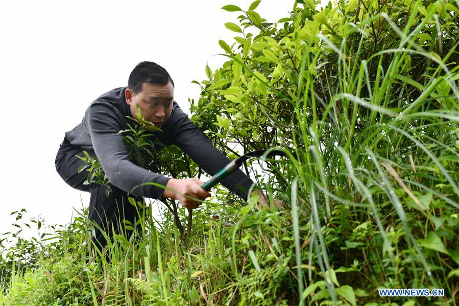 #CHINA-GUIZHOU-FENGGANG-TEA INDUSTRY (CN)