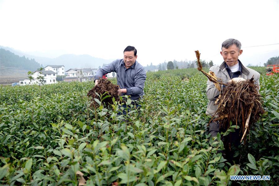 #CHINA-GUIZHOU-FENGGANG-TEA INDUSTRY (CN)