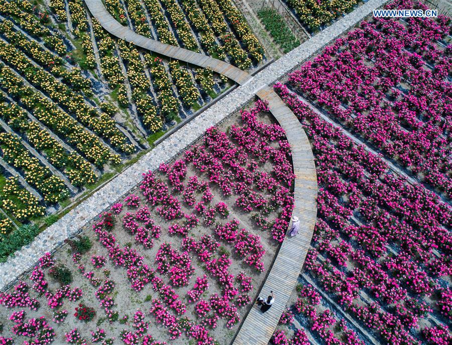 CHINA-ZHEJIANG-HANGZHOU-ROSE GARDEN (CN)