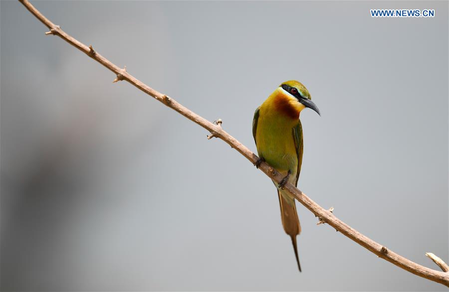 CHINA-HAIKOU-BLUE-TAILED BEE EATERS (CN)