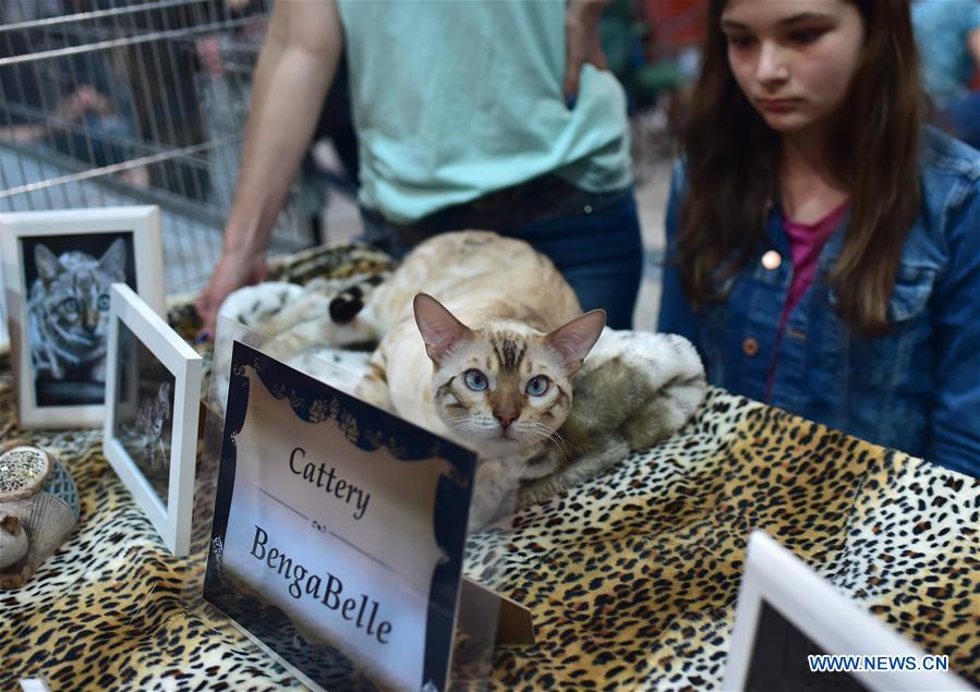 GERMANY-DORTMUND-DOG-CAT-EXHIBITION