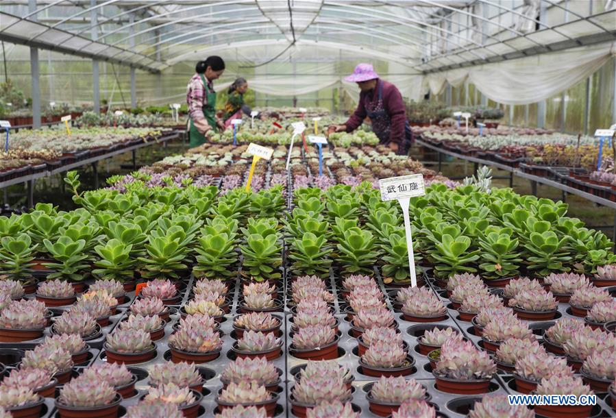 #CHINA-ZHEJIANG-LISHUI-SUCCULENT PLANTS (CN)