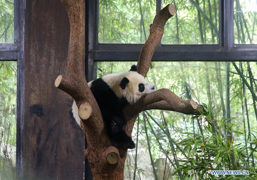 CHINA-SHANGHAI-PANDA CUB(CN)