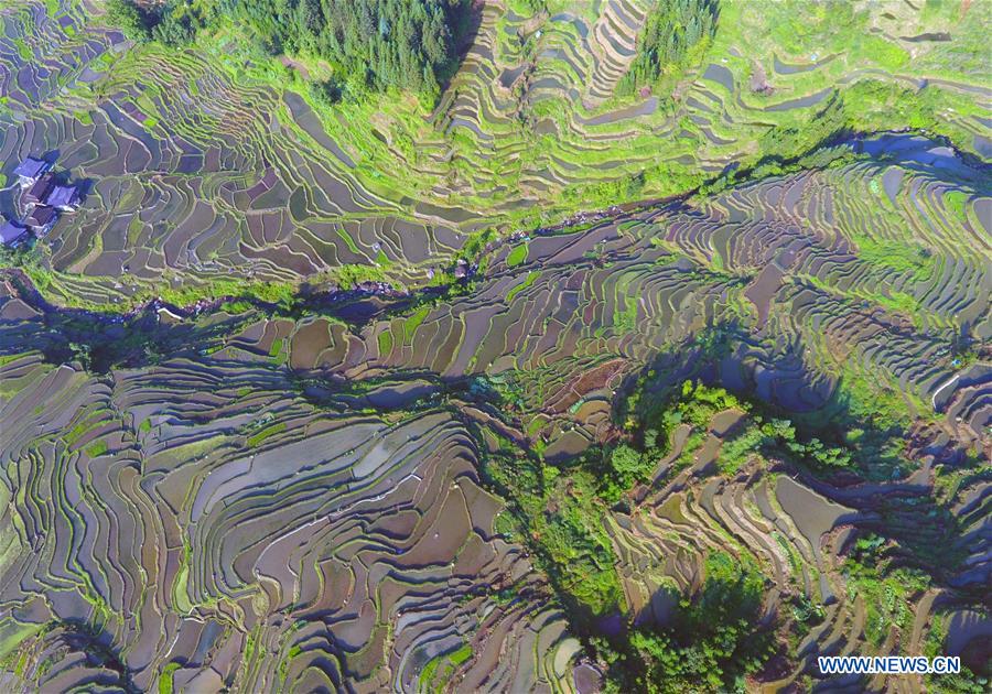 CHINA-GUANGXI-RONGSHUI-TERRACED FIELDS (CN)