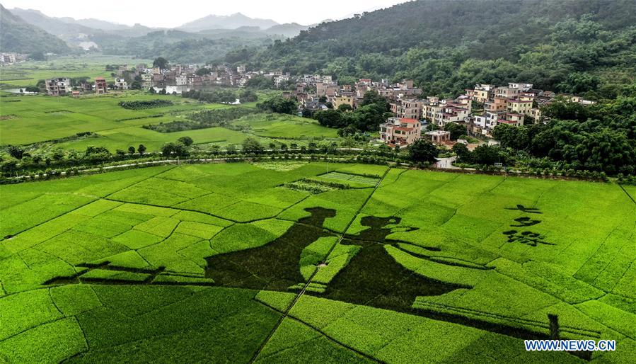 CHINA-GUANGDONG-DEQING-RICE PADDY-ART (CN)