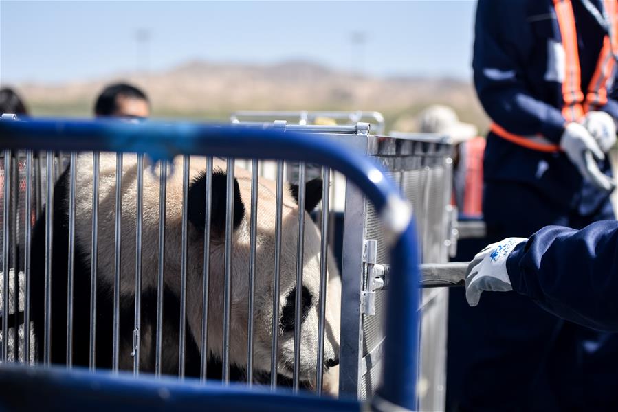 CHINA-QINGHAI-XINING-GIANT PANDAS (CN)