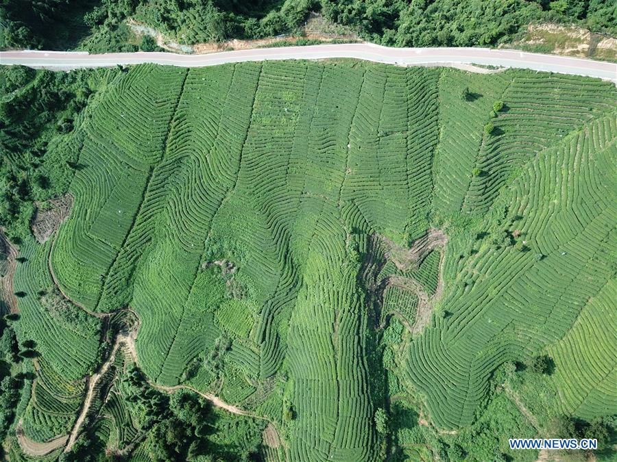 CHINA-GUIZHOU-DUSHAN-TEA GARDEN (CN)