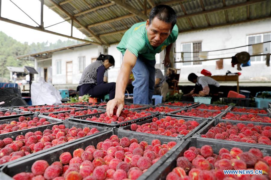 #CHINA-CHINESE BAYBERRY-HARVEST (CN)