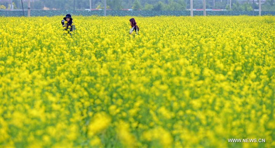 CHINA-SHENYANG-COLE FLOWERS(CN)