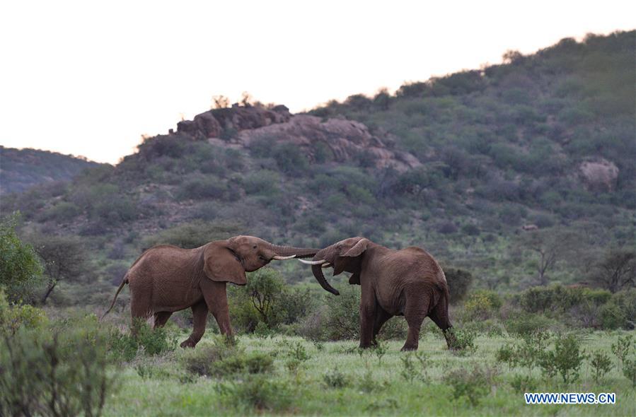 KENYA-SAMBURU-NATIONAL RESERVE