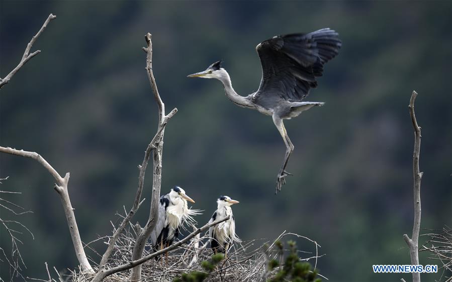 XINHUA PHOTOS OF THE DAY