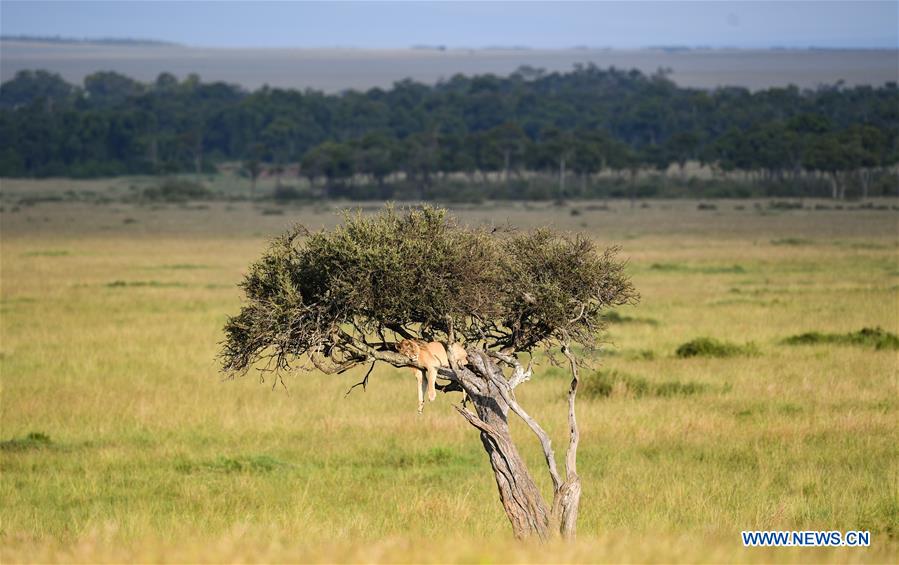 KENYA-MAASAI MARA-NATIONAL RESERVE