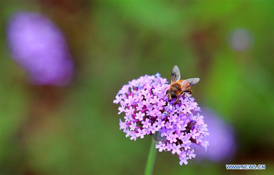 #CHINA-JIANGSU-NANTONG-GREEN EXPO GARDEN-FLOWER(CN)