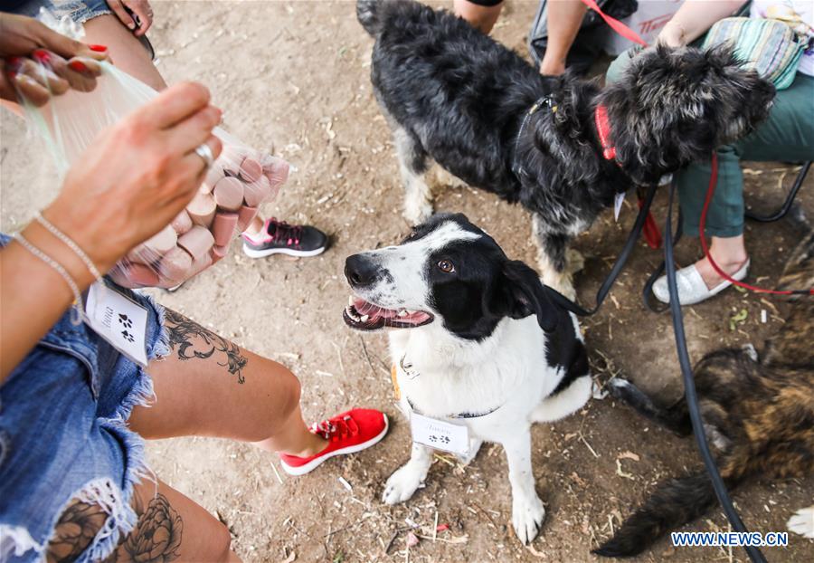 RUSSIA-MOSCOW-DAY OF FRIENDS-DOGS-CHARITY