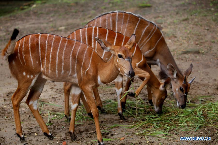 MYANMAR-YANGON-ANIMAL