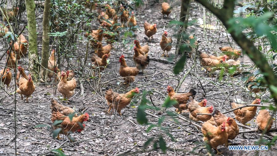 CHINA-GUANGXI-CHICKEN INDUSTRY-POVERTY ALLEVIATION (CN)