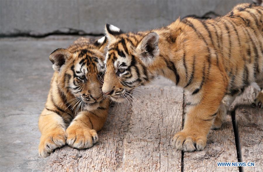 CHINA-HEILONGJIANG-SIBERIAN TIGER CUB (CN)