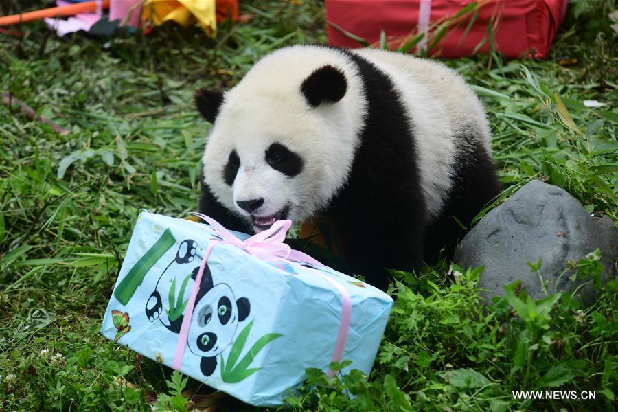 CHINA-SICHUAN-GIANT PANDA-BIRTHDAY PARTY (CN)