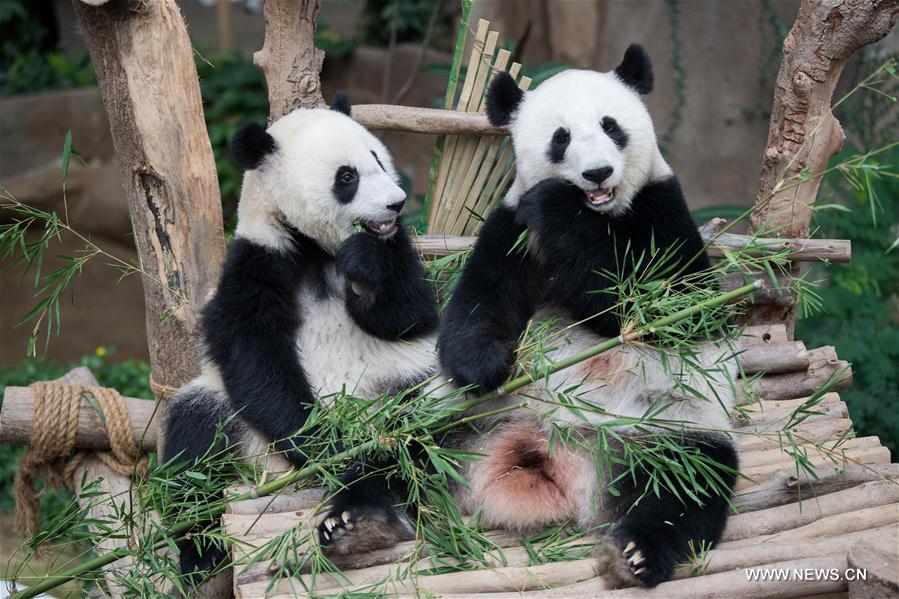 MALAYSIA-KUALA LUMPUR-GIANT PANDA CUB-NAMING-YI YI