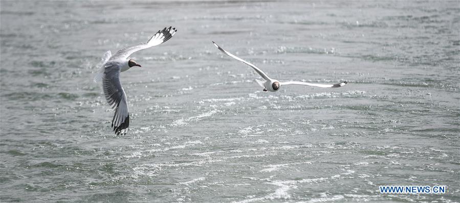 CHINA-TIBET-NGARI-BIRD (CN)