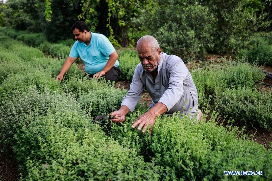 MIDEAST-GAZA-THYME