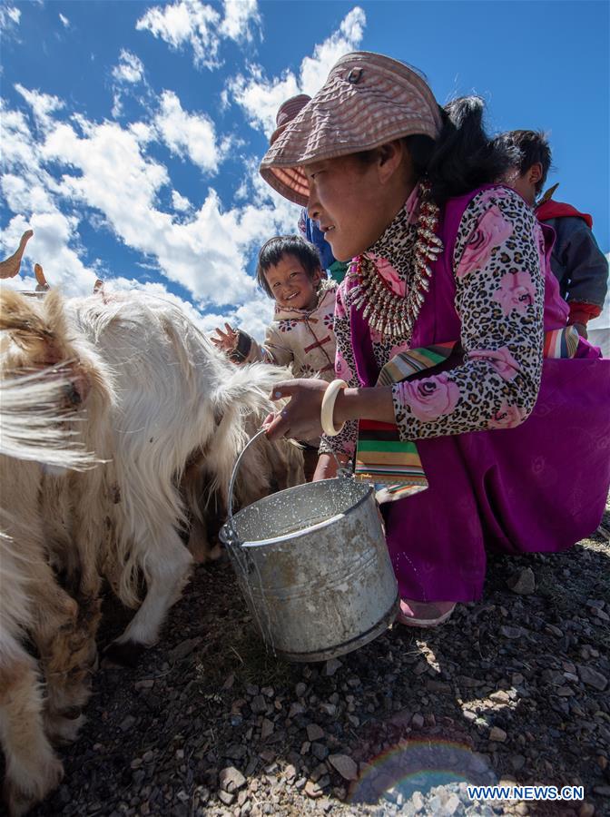 CHINA-TIBET-SHEEP MILK (CN)