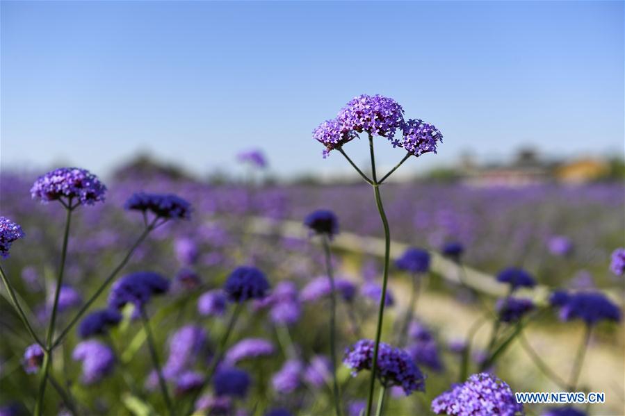 CHINA-NINGXIA-MAOWUSU DESERT-VERVAIN (CN)