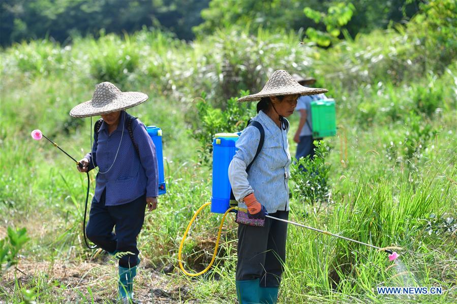 CHINA-GUANGXI-RONGAN-POVERTY ALLEVIATION (CN)