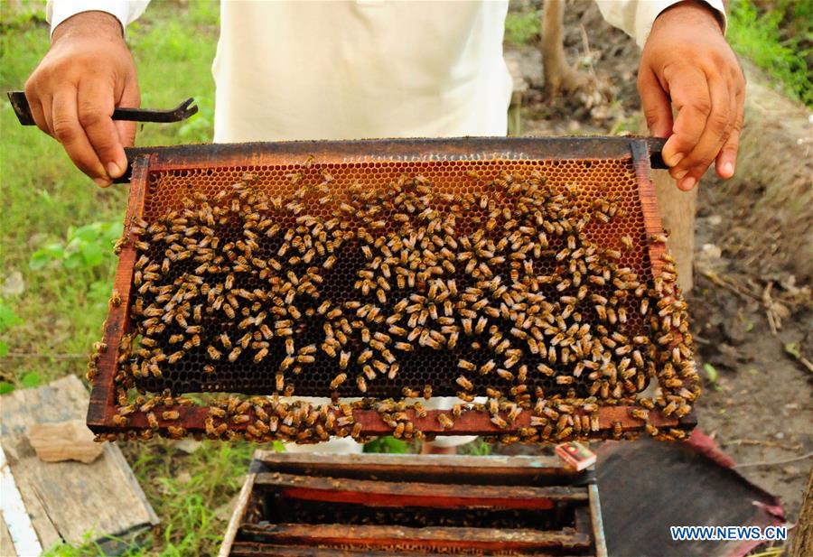 PAKISTAN-PESHAWAR-HONEY COLLECTION