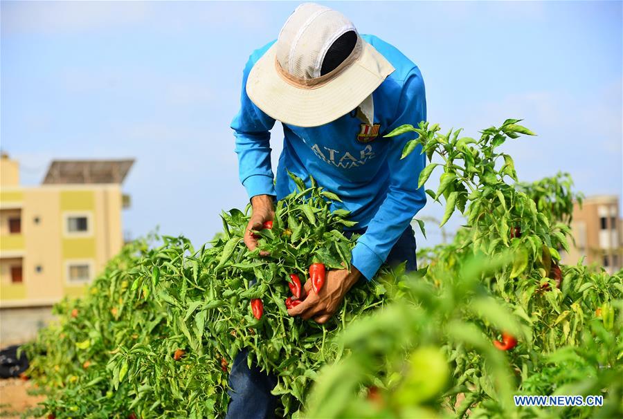 MIDEAST-GAZA-RED CHILI PEPPER