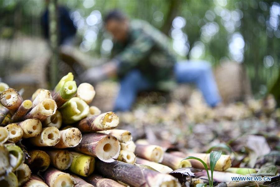 CHINA-CHONGQING-NANCHUAN-BAMBOO SHOOTS-COLLECTOR (CN)