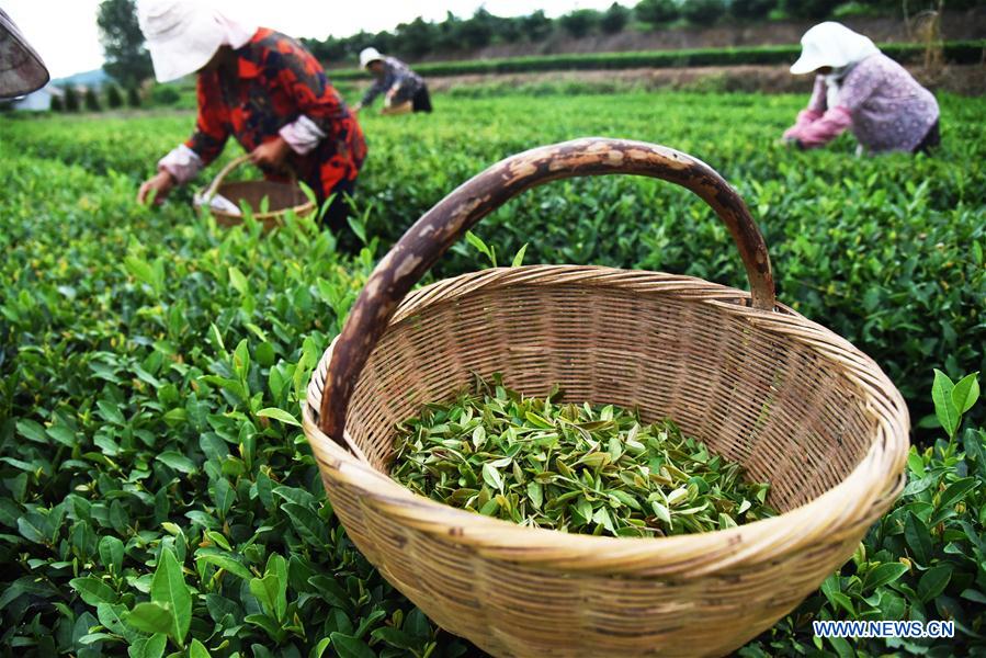 CHINA-SHANDONG-RIZHAO-TEA LEAF PICKING (CN)