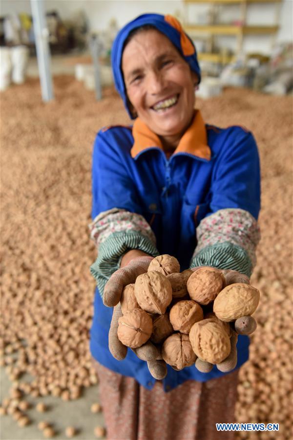 CHINA-XINJIANG-HOTAN-WALNUT-HARVEST (CN)