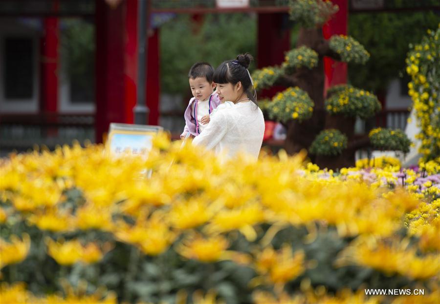 CHINA-NINGXIA-YINCHUAN-CHRYSANTHEMUM EXHIBITION (CN)