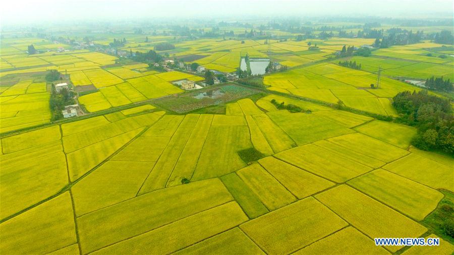 CHINA-HUNAN-NANXIAN-PADDY FIELD (CN)