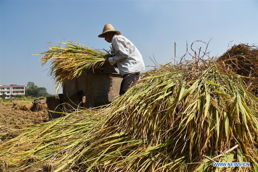 #CHINA-HARVEST FESTIVAL-CELEBRATION (CN)