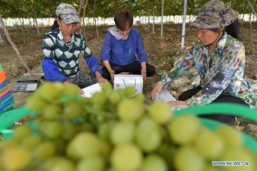 CHINA-JIANGXI-NANCHANG-GRAPES-HARVEST (CN)