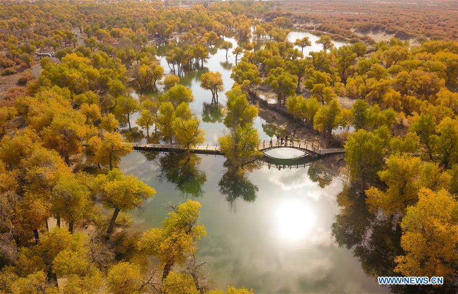 CHINA-INNER MONGOLIA-POPULUS EUPHRATICA-SCENERY (CN)