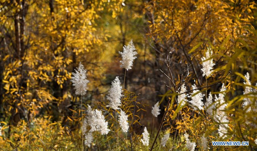 CHINA-INNER MONGOLIA-EJIN-POPULUS EUPHRATICA-SCENERY (CN)