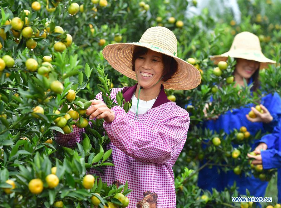 CHINA-GUANGXI-LUZHAI-TANGERINE-POVERTY ALLEVIATION (CN)