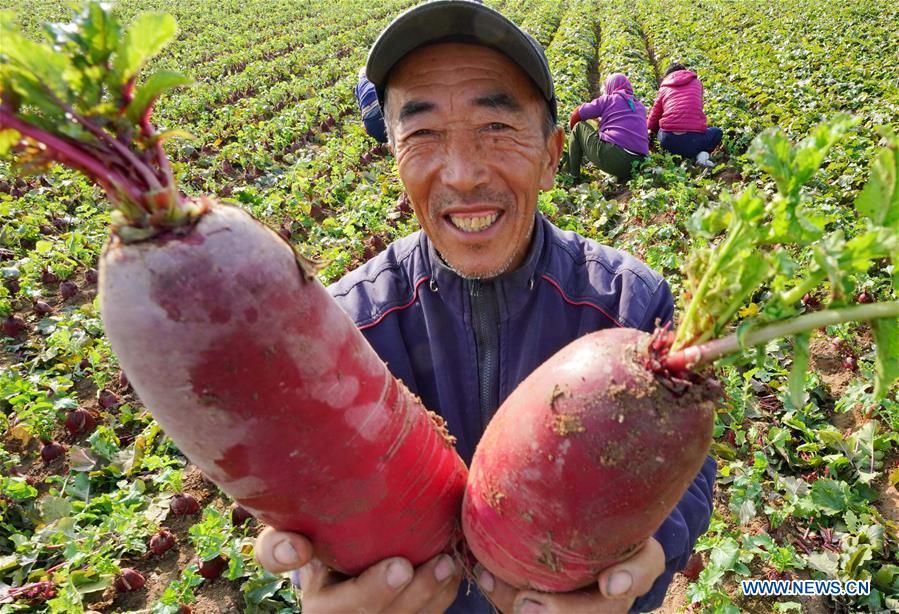 CHINA-HEIBEI-LUANZHOU-RADISH INDUSTRY (CN)