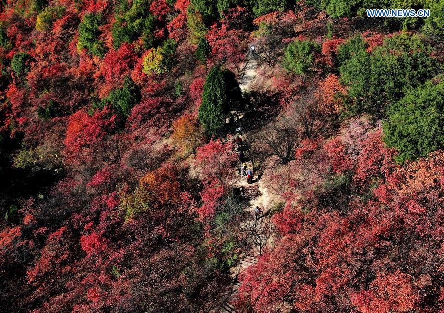 CHINA-HENAN-AUTUMN SCENERY (CN)