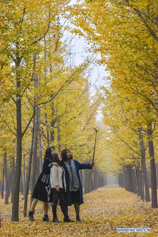 CHINA-HEBEI-HANDAN-AUTUMN SCENERY-GINKGO (CN)