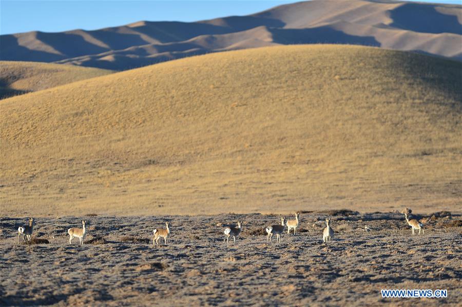 CHINA-QINGHAI-GOLOG-WILDLIFE (CN)