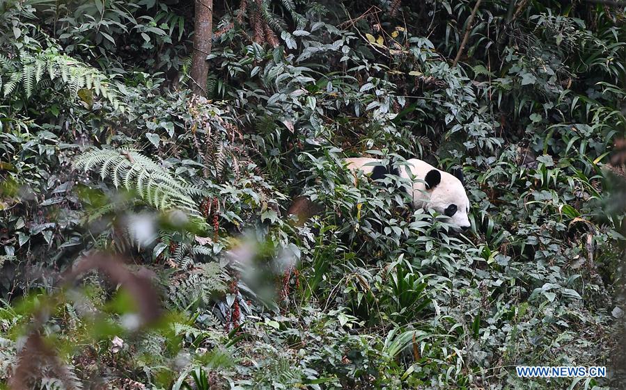 CHINA-SICHUAN-YA'AN-PANDA-RETURN (CN)