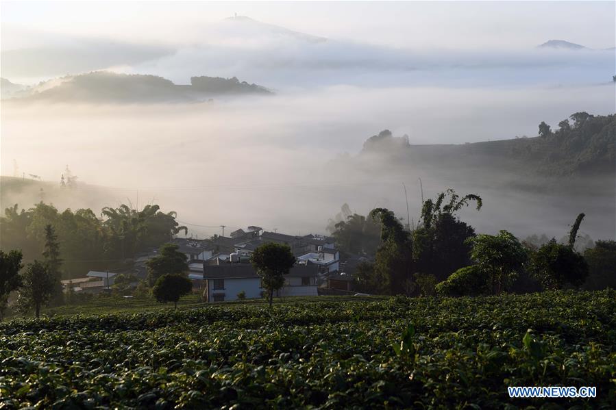 CHINA-YUNNAN-PU'ER-TEA GARDEN-CLOUDS (CN)