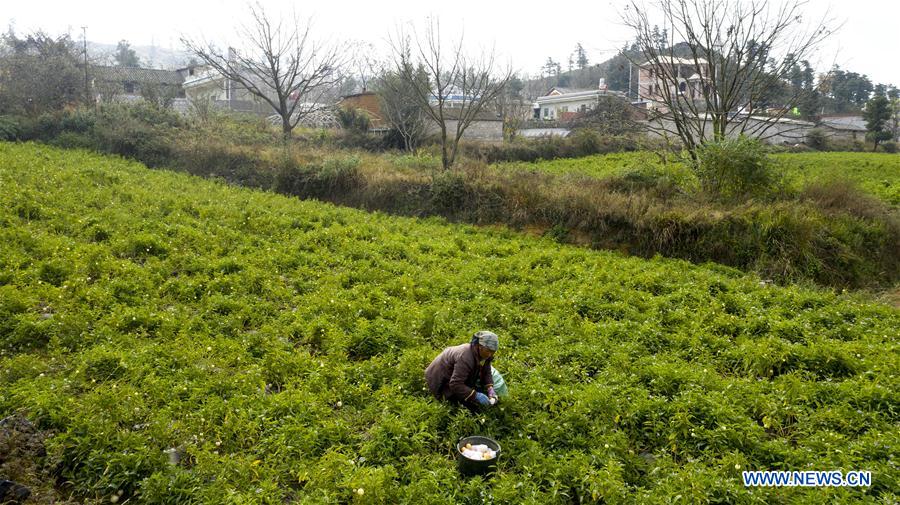 CHINA-YUNNAN-POVERTY ALLEVIATION-PEPINO MELON-INDUSTRY (CN)