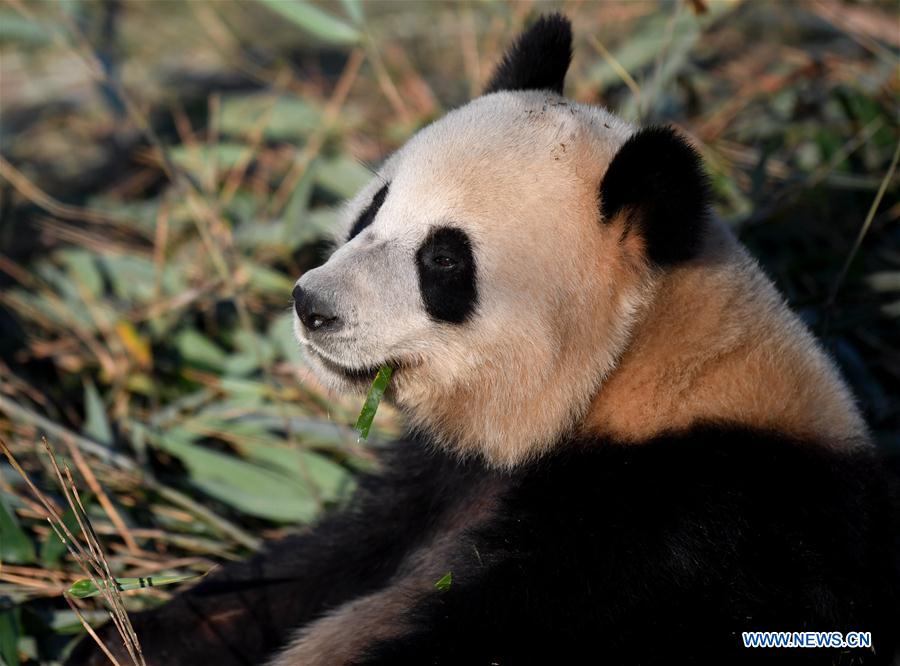 CHINA-XI'AN-QINLING-GIANT PANDA (CN)