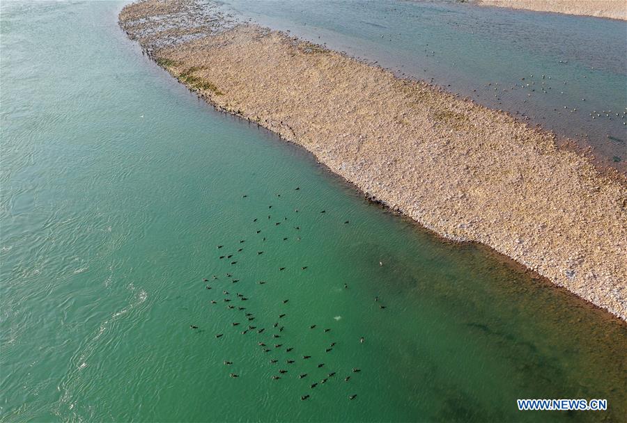 CHINA-HENAN-LUOYANG-YELLOW RIVER WETLAND-ECO-ENVIRONMENT (CN)