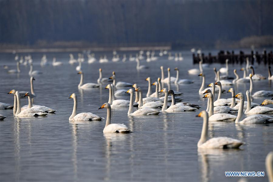 CHINA-SHANXI-WILD SWAN-WINTER HABITAT (CN)